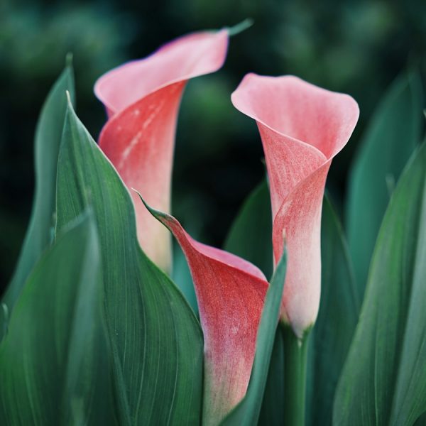 Pink calla lilies with long green leaves.