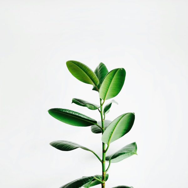 A rubber plant with broad, glossy green leaves.