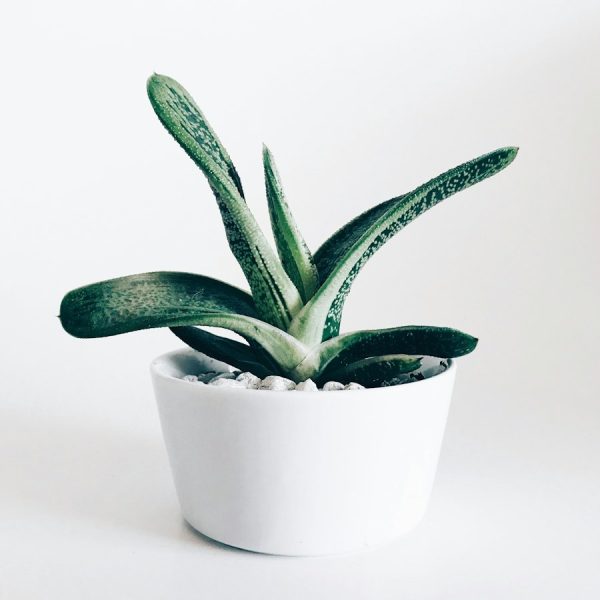 A small aloe plant in a simple white pot.