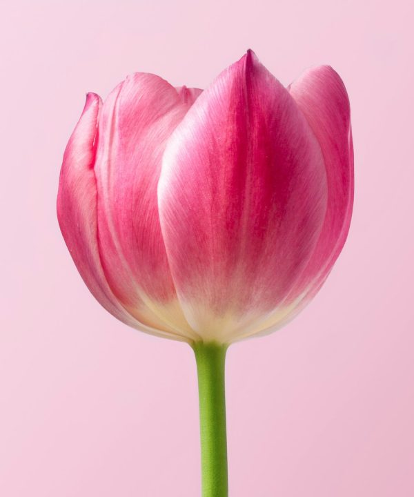 Pink tulips with simple green stems.