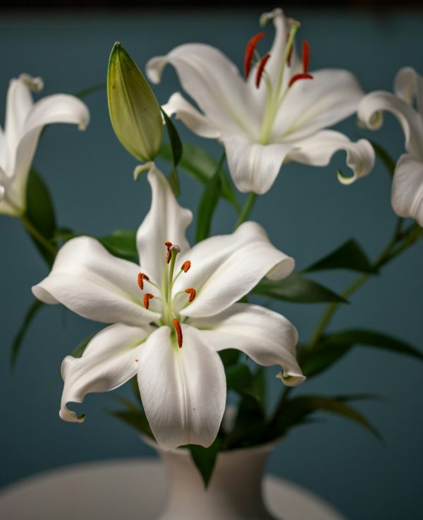 White lilies with long green stems and open blooms.